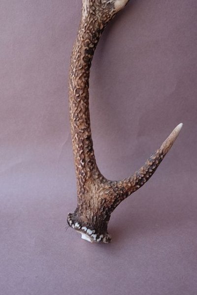 画像2: デコール用二ホンジカの角 (2)