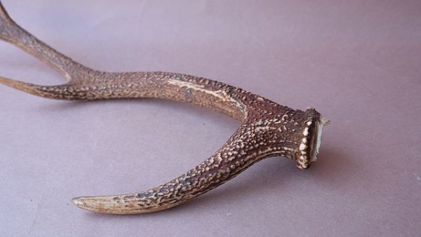 画像10: デコール用二ホンジカの角 (10)