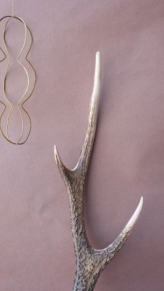 画像4: デコール用二ホンジカの角 (4)