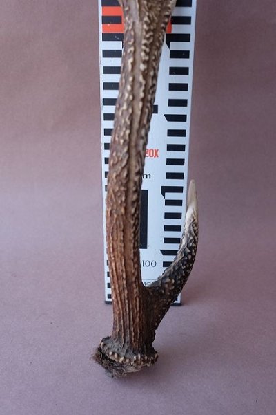 画像10: デコール用二ホンジカの角 (10)