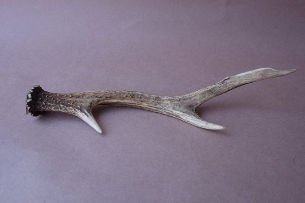 画像5: デコール用二ホンジカの角mini・小鹿 (5)