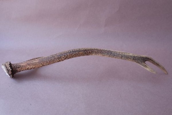 画像6: デコール用二ホンジカの角 (6)