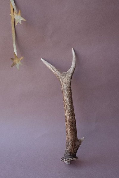 画像4: デコール用二ホンジカの角mini・小鹿 (4)