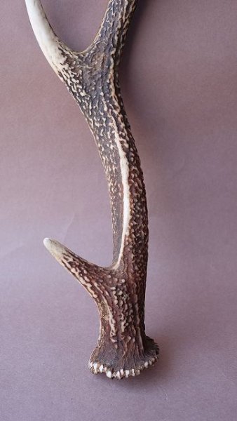 画像2: デコール用二ホンジカの角 (2)