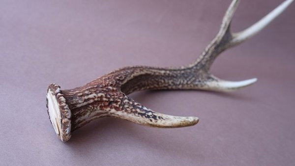 画像6: デコール用二ホンジカの角 (6)