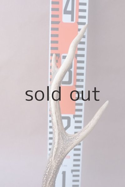 画像10: デコール用二ホンジカの角 (10)