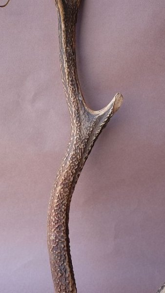 画像3: デコール用二ホンジカの角 (3)