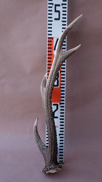 画像13: デコール用二ホンジカの角 (13)