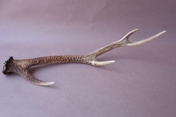 画像4: デコール用二ホンジカの角 (4)