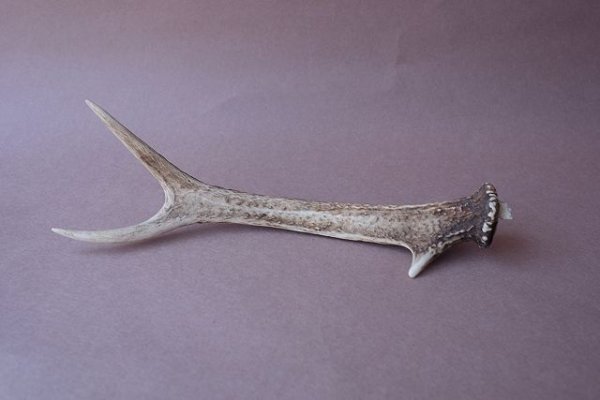 画像6: デコール用二ホンジカの角mini・小鹿 (6)