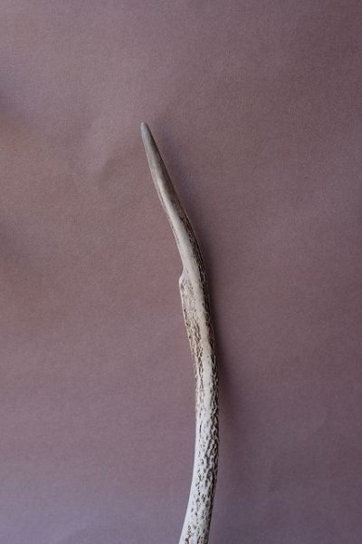 画像3: デコール用二ホンジカの角mini・小鹿 (3)