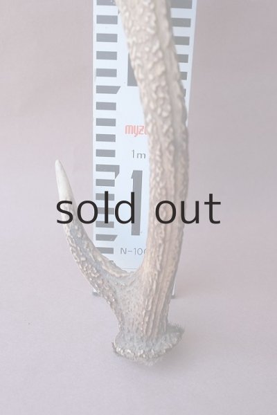 画像8: デコール用二ホンジカの角 (8)