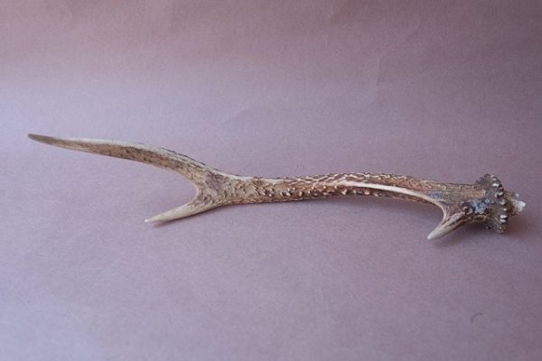 画像4: デコール用二ホンジカの角mini・小鹿 (4)