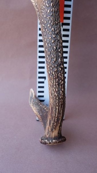 画像12: デコール用二ホンジカの角 (12)