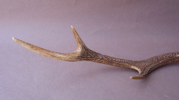 画像9: デコール用二ホンジカの角 (9)