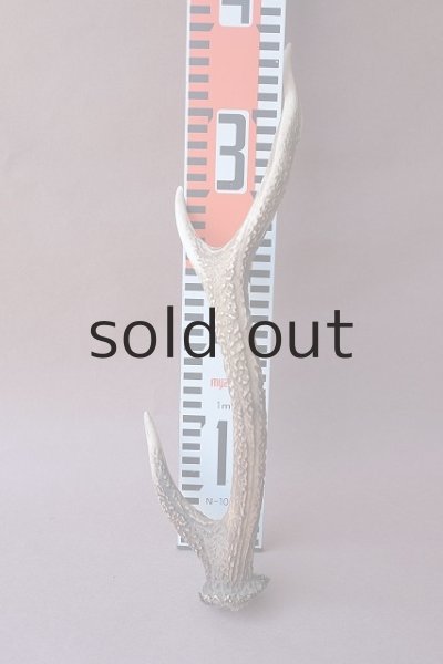 画像10: デコール用二ホンジカの角 (10)