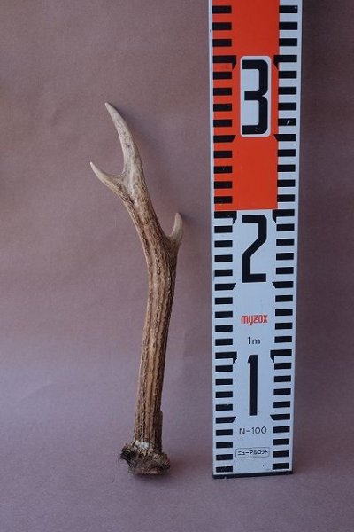 画像9: デコール用二ホンジカの角mini・小鹿 (9)