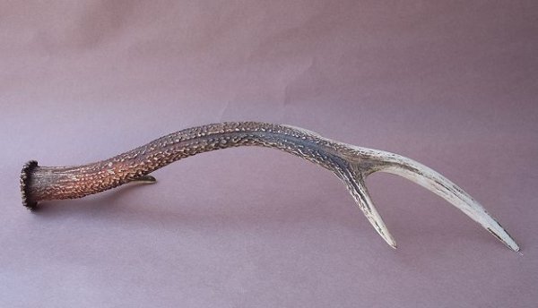 画像5: デコール用二ホンジカの角 (5)