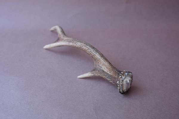 画像7: デコール用二ホンジカの角mini・小鹿 (7)