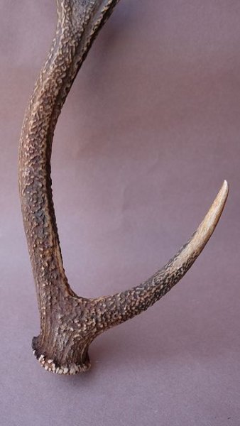 画像2: デコール用二ホンジカの角 (2)