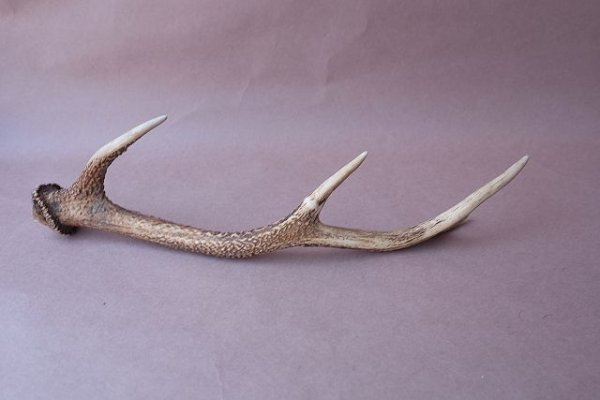 画像5: デコール用二ホンジカの角 (5)