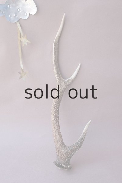 画像1: デコール用二ホンジカの角 (1)