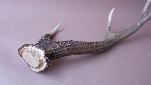 画像5: デコール用二ホンジカの角 (5)