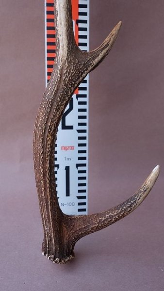 画像11: デコール用二ホンジカの角 (11)