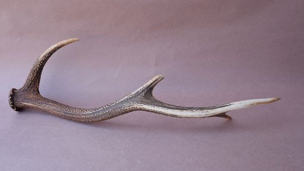 画像5: デコール用二ホンジカの角 (5)