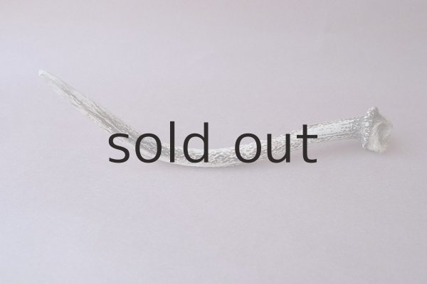 画像4: デコール用二ホンジカの角mini・小鹿 (4)