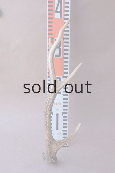 画像11: デコール用二ホンジカの角 (11)