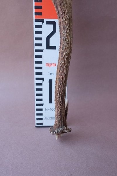 画像9: デコール用二ホンジカの角mini・小鹿 (9)