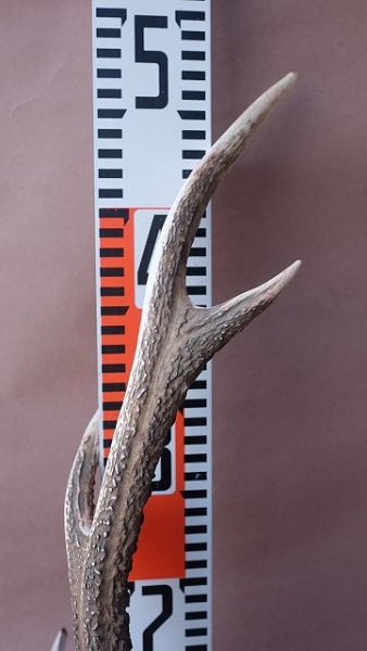 画像12: デコール用二ホンジカの角 (12)