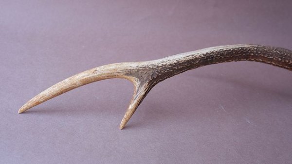 画像8: デコール用二ホンジカの角 (8)