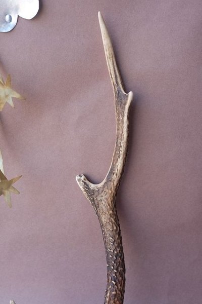 画像3: デコール用二ホンジカの角 (3)