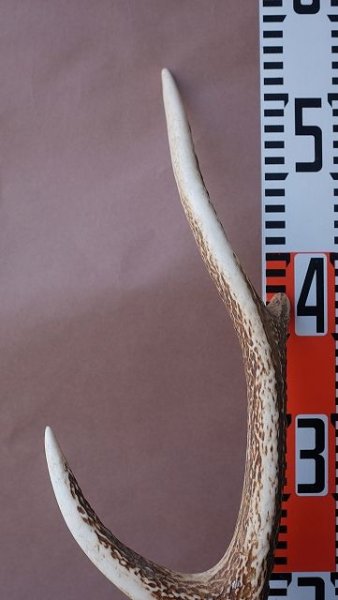 画像12: デコール用二ホンジカの角 (12)