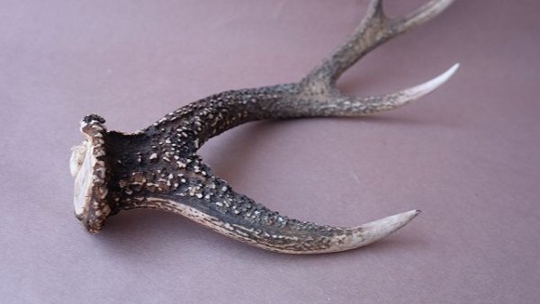 画像7: デコール用二ホンジカの角 (7)