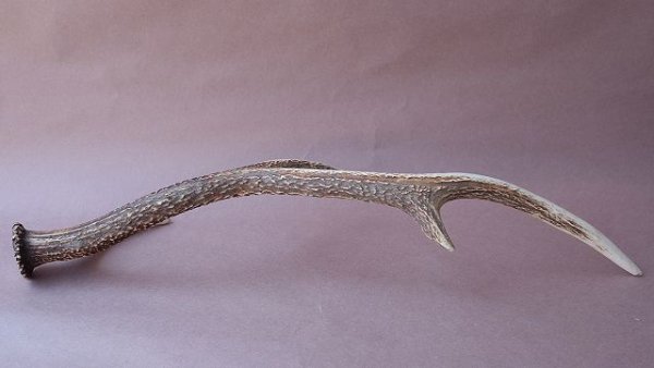 画像8: デコール用二ホンジカの角 (8)