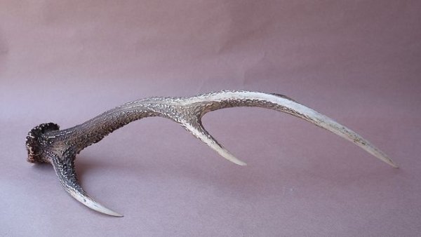 画像7: デコール用二ホンジカの角 (7)