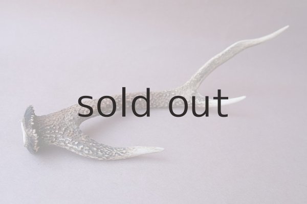 画像7: デコール用二ホンジカの角 (7)