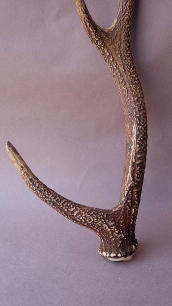 画像2: デコール用二ホンジカの角 (2)