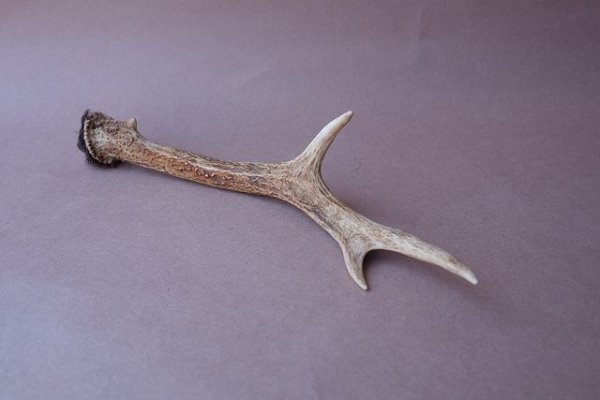 画像7: デコール用二ホンジカの角mini・小鹿 (7)