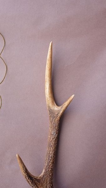画像4: デコール用二ホンジカの角 (4)