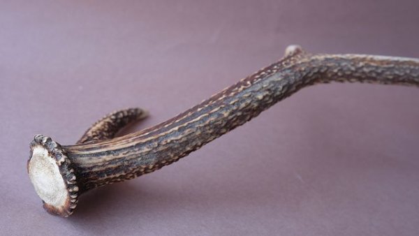 画像9: デコール用二ホンジカの角 (9)