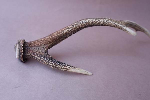 画像7: デコール用二ホンジカの角 (7)