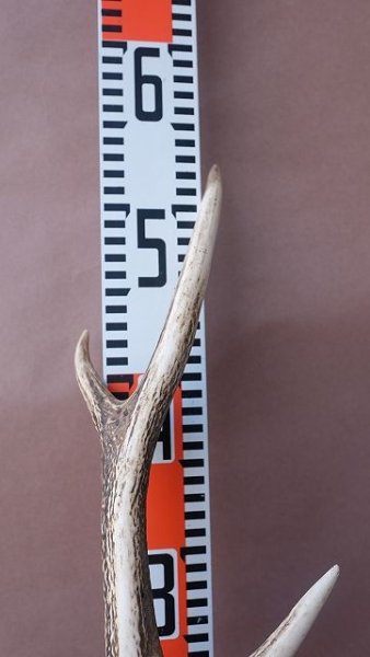 画像14: デコール用二ホンジカの角 (14)