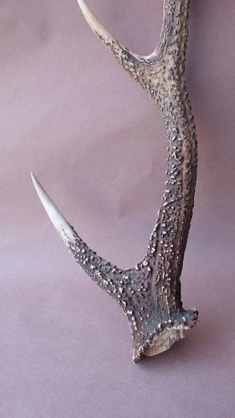 画像2: デコール用二ホンジカの角 (2)