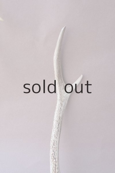 画像3: デコール用二ホンジカの角mini・小鹿 (3)