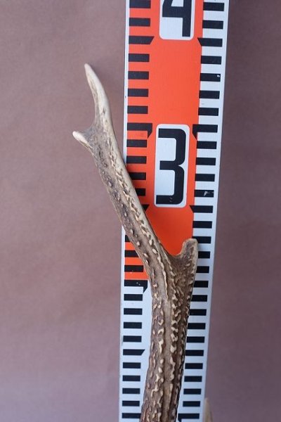 画像11: デコール用二ホンジカの角 (11)