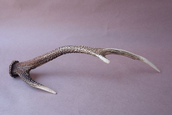 画像8: デコール用二ホンジカの角 (8)